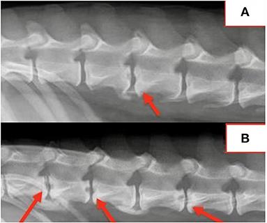 Brucella canis discospondylitis in 33 dogs